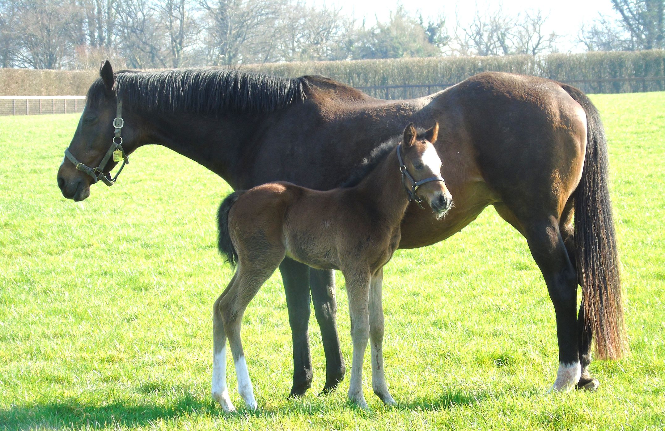 2026 filly by Churchill